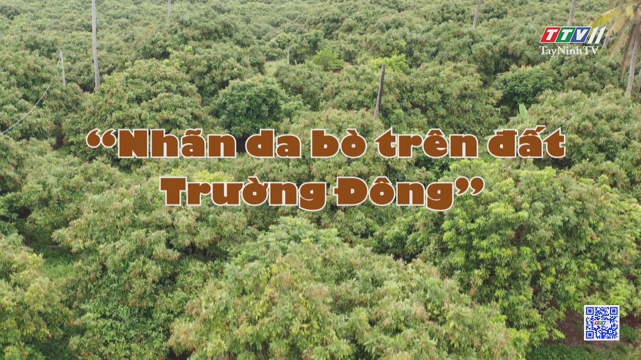 Nhãn da bò trên đất Trường Đông | Nông nghiệp Tây Ninh | TayNinhTV